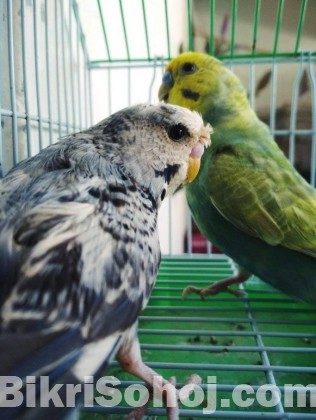 Budgerigar